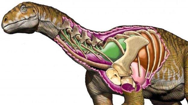 Download 480 Gambar Fosil Dinosaurus Dan Keterangannya  