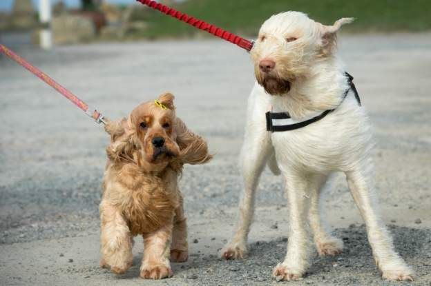 Dogs brave the wind at Land's End