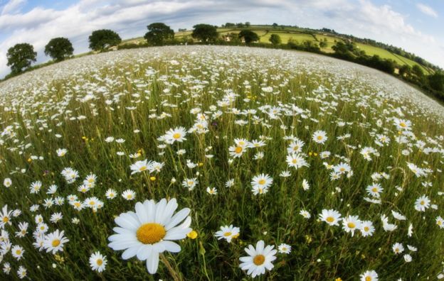 Wildflower meadow