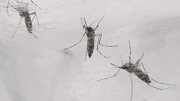 ایڈیِز ایجپٹی مچھر