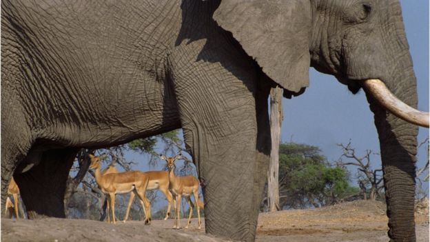 Elephant (foreground) and impala (background)
