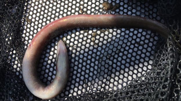 Mystery Over Dead Eels Found In Rivers Bbc News 