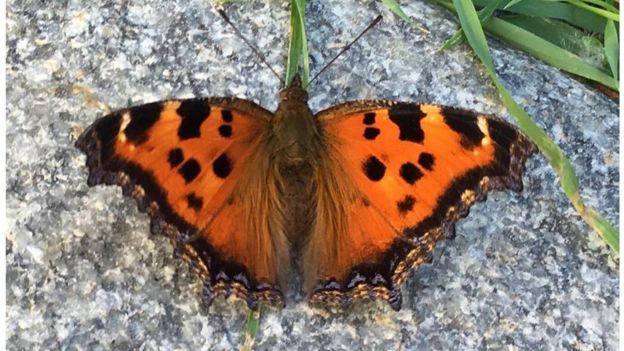 Зображення