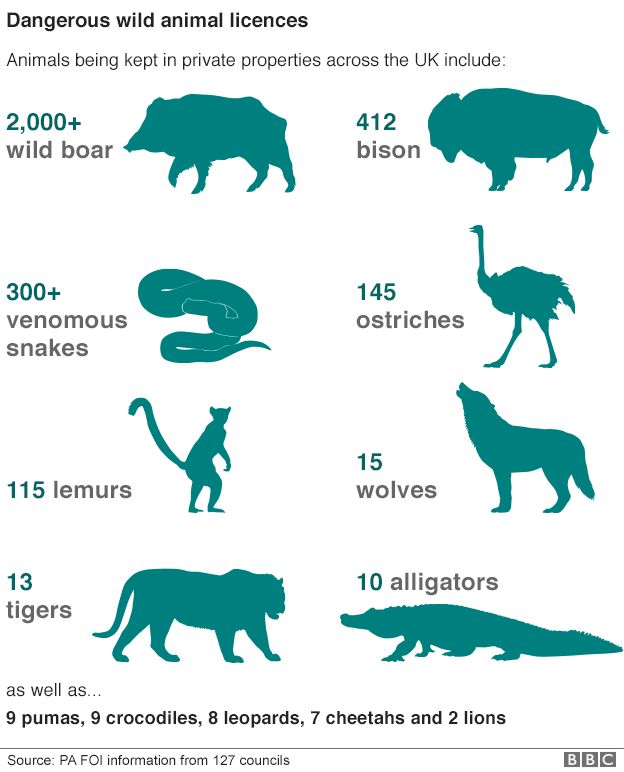 Dangerous wild animal licences graphic