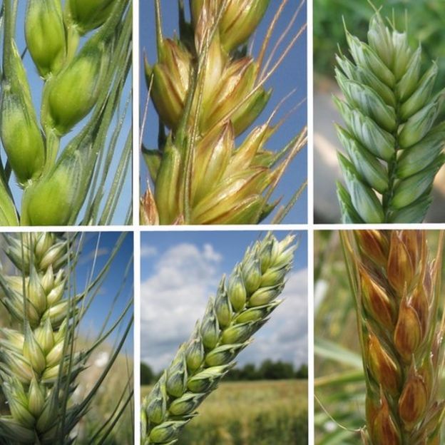 diferentes tipos de trigo