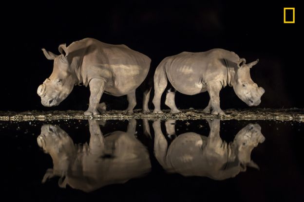 Rinocerontes blancos sin cuernos.