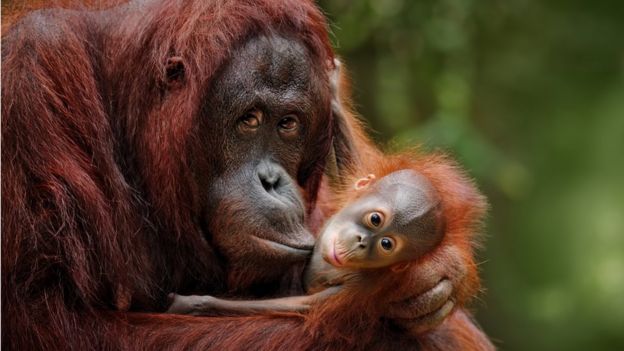 Um macaco com seu filhote