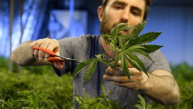 (图为合法大麻种植资料照片)。