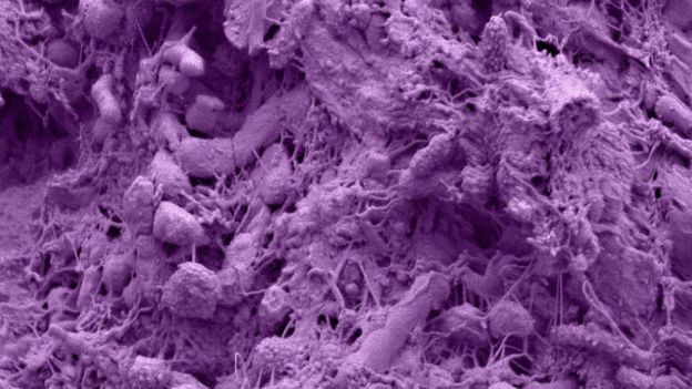 குடல் நுண்ணுயிரி