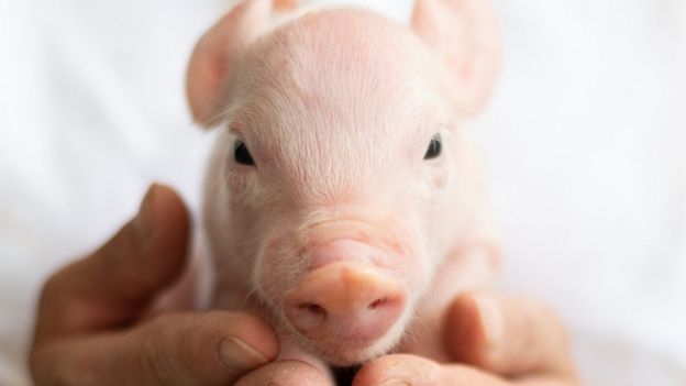 Xenotransplantation: Are Pigs The Future Of Organ Transplants? - BBC News