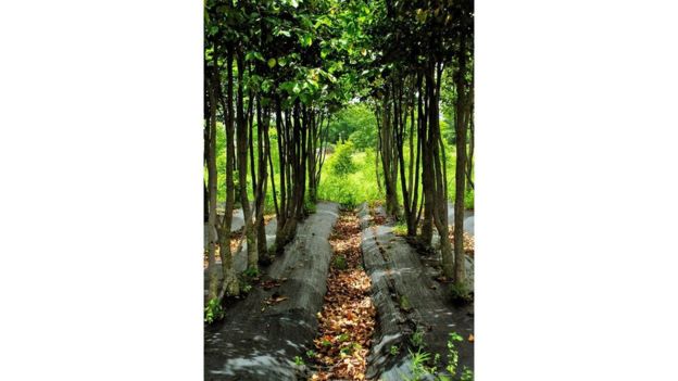 العطر الذي يفوق الذهب سعراً