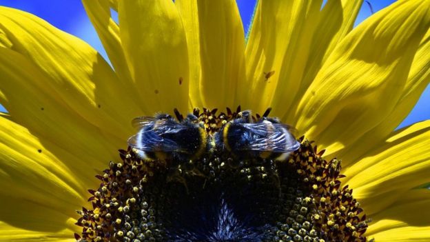 En el futuro abejas modificadas pueden cambiar ecosistemas completos.