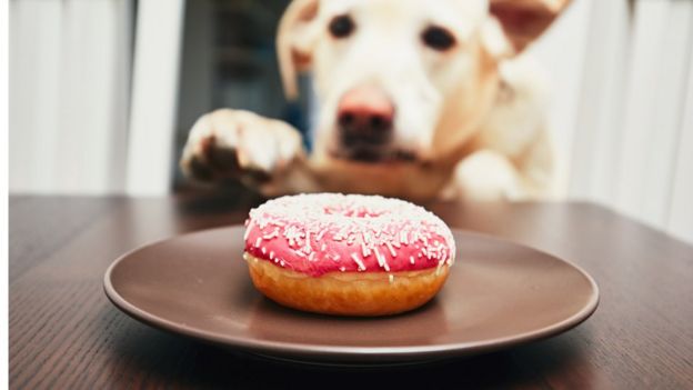 Dog and doughnut