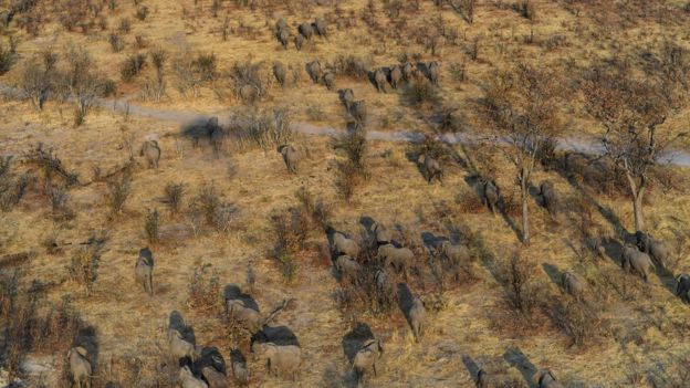 Aerial shot of elephants