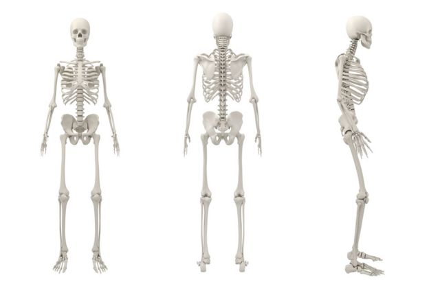 Skeletons