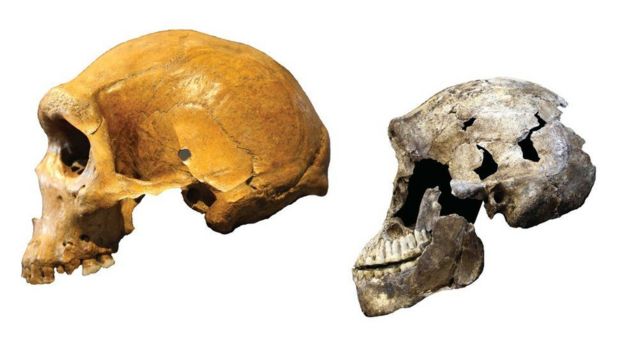 H. naledi (derecha) y hombre de Kabwe (izquierda)