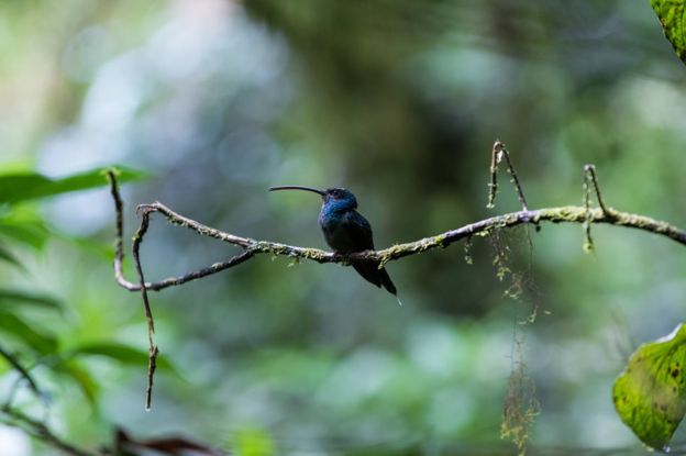 Un pájaro en la reserva del bosque nuboso de Santa Elena, en Costa Rica.