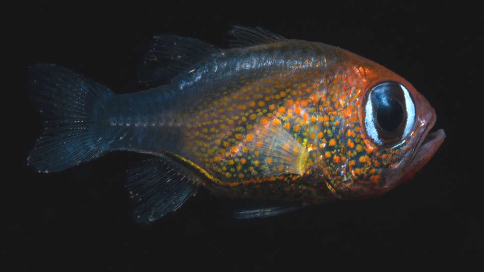 Пучеглазая рыба Siphamia arnazae
