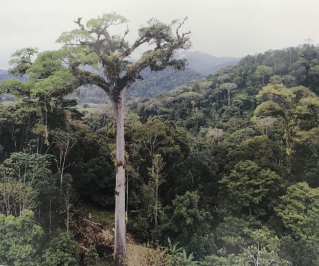 Jequitibá de Camacã