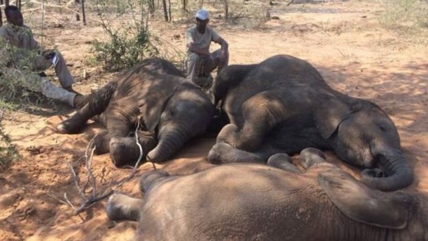 யானைகளின் பிரேதங்கள்