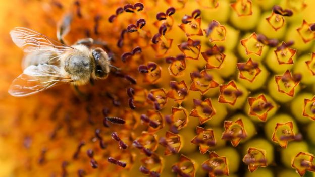 Una abeja en una flor