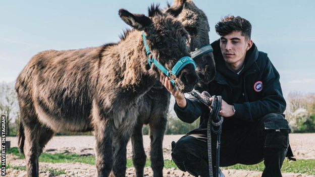 Kai Havertz has a donkey sanctuary close to his home in Germany