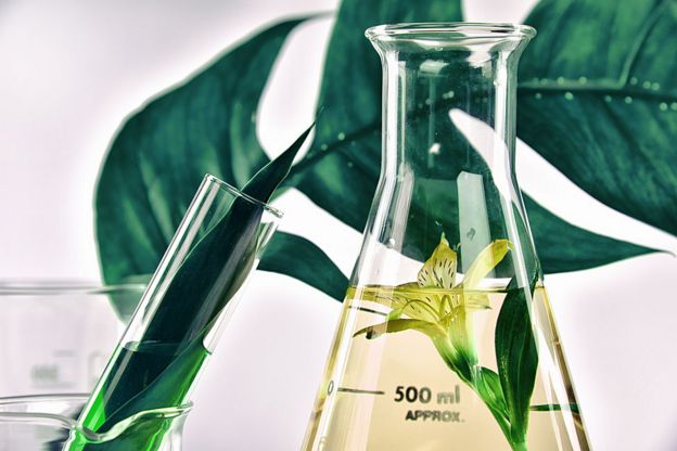 Plantas y tubos de laboratorio