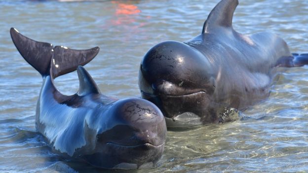 A pilot whale mother and calf lie in shallow waters during a mass stranding