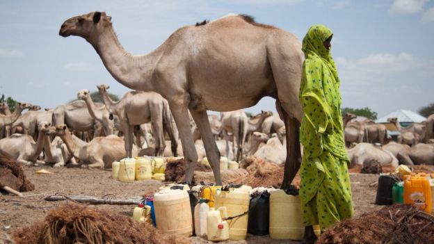 Woman with herd of camels and jerry cans
