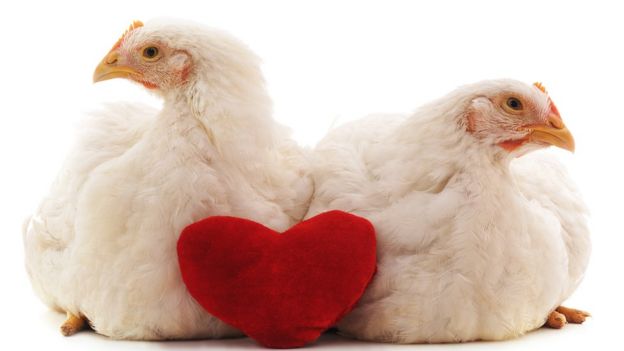 Dos pollos y un corazón en la mitad