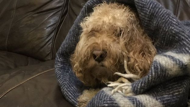 Biscuits the dog, wrapped in a blanket