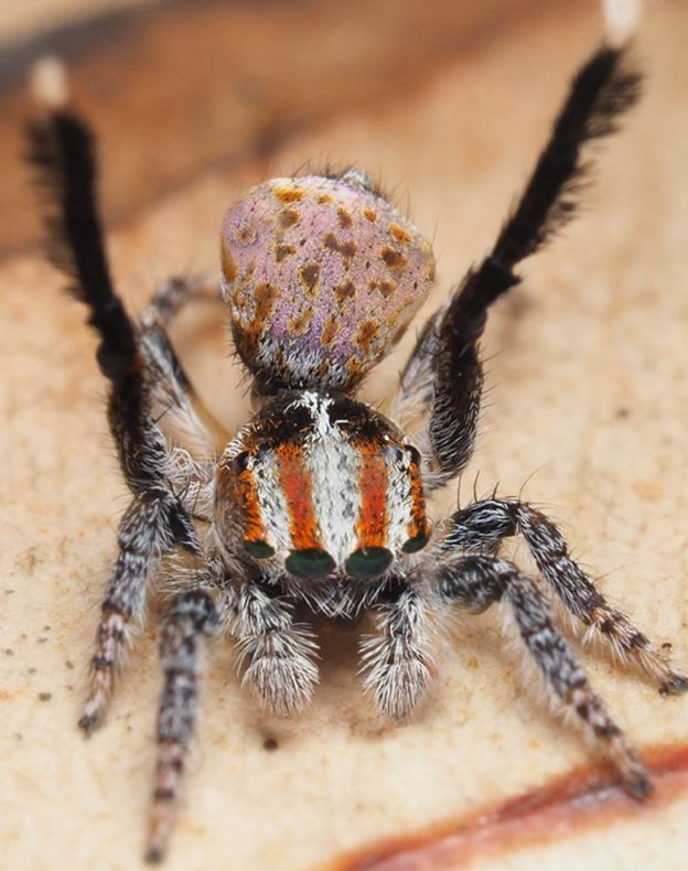 Maratus suae