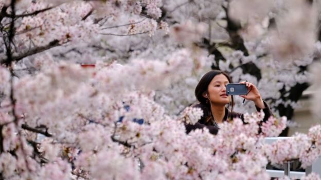 A visitor takes a photograph of cherry blossoms in full bloom in the Japanese capital Tokyo.