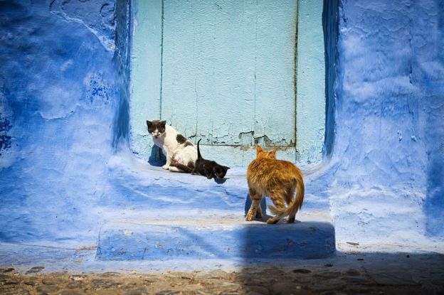 Cats in front of a door in the town of Chefchaouen, in Morocco