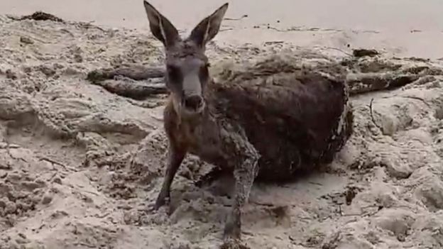 Resgate de canguru na Austrália
