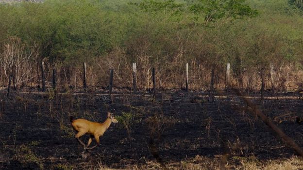 A deer running in a burnt area caused by forest fires at the Pantanal ecoregion of Brazil