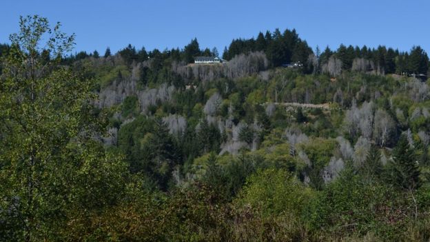 Bosques muertos en la cosa oeste de EE.UU.