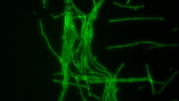 cynaobacteria