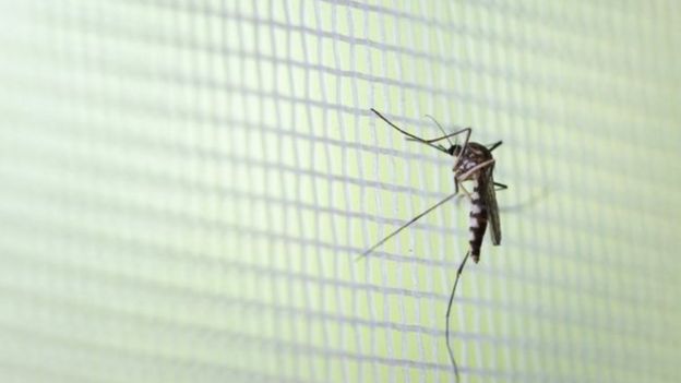 Mosquito Aedes aegypti