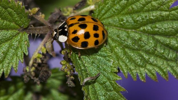 Registro da Harmonia axyridis no Reino Unido