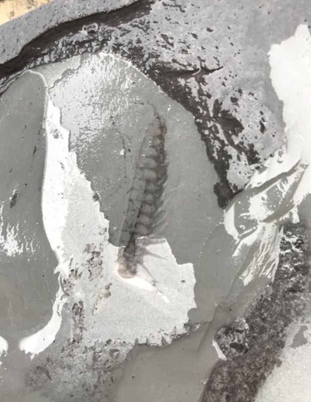 Fóssil de leanchoiliid