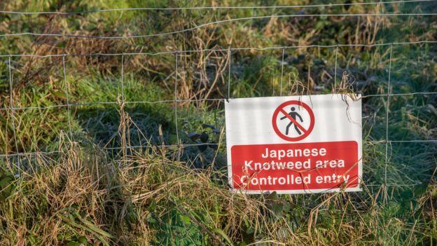 UK Bees In Danger As Asian Hornet Sightings Rise - BBC News