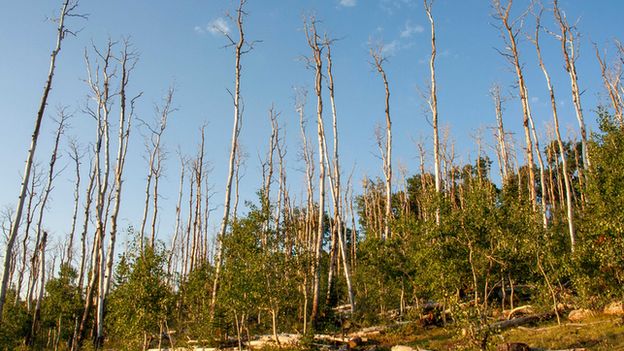 Drought-induced mortality of trees (Image: Martin Venturas)