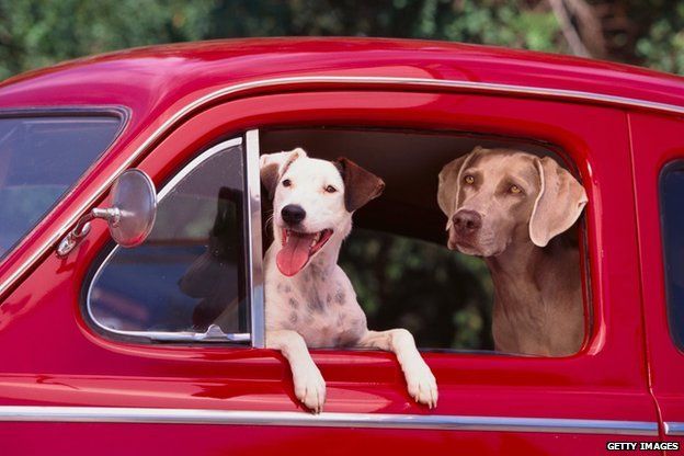 Dogs in a car