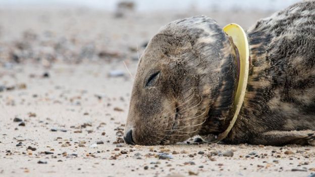 Foca lastimada