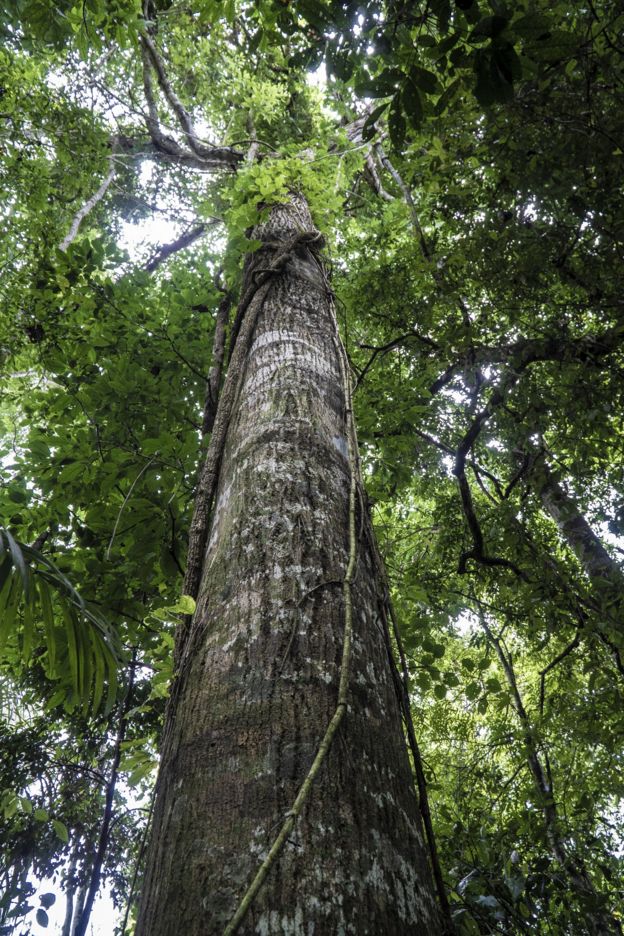 Floresta Amazônica