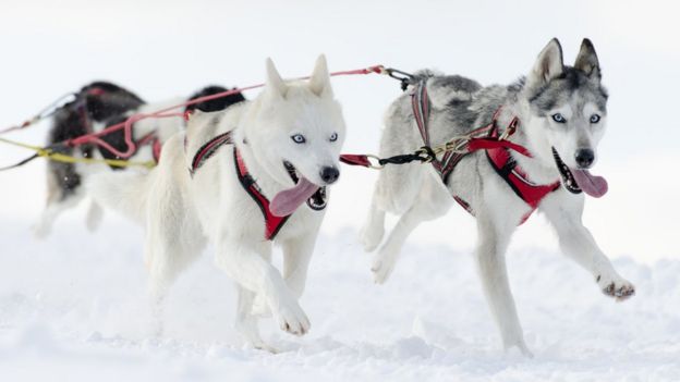 Un par de huskies tirando de un trineo en la nieve.