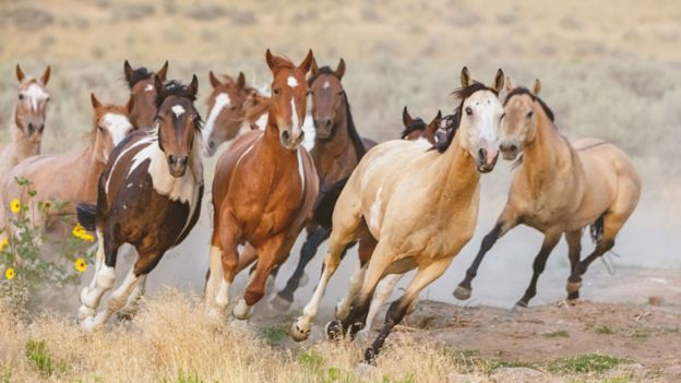 Por qué los míticos caballos salvajes del Lejano Oeste están en el