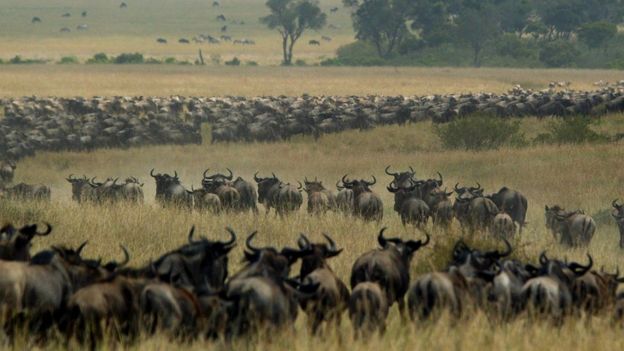 Tanzania and Kenya row over delay to wildebeest migration - BBC News