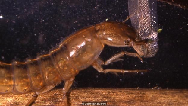 A water beetle (Dytiscus sp.) targets a tadpole (Credit: Josh van Buskirk)